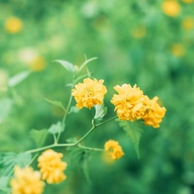 仙侣红尘手游果盘版下载